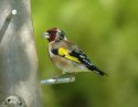Goldfinch with tick