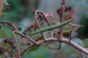 Prickly Stick Insect