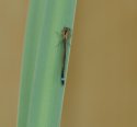 Blue Tailed Damselfly ssp infuscans-obsoleta