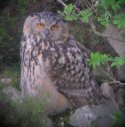 Eagle Owl - Female