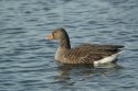 Greylag Goose