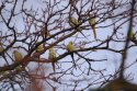Ring Necked Parakeets