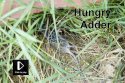 Hungry Adder Video
