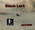 Black Lark - April