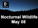 Nocturnal Wildlife