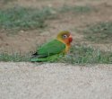 Fisher's Lovebird