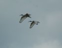 Sacred Ibis