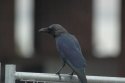 House Crow