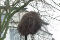 Monk Parakeet Nest
