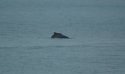 Indo Pacific Humpbacked Dolphin