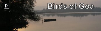 Birds of Goa - Video