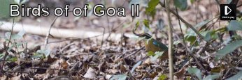 Birds of Goa II - Video