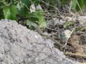 Colorado Checkered Whiptail