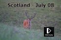 Scotland Wildlife