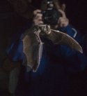 Barbastelle Bat
