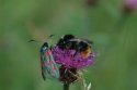 Burnett Moth / Bumblebee