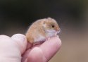 Pic of the Quarter - Harvest Mouse