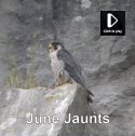 June Jaunts