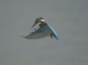 Kingfisher in flight wow
