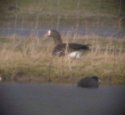 Lesser White Fronted Goose