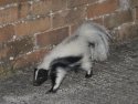 Pic of the Quarter - Striped Skunk had to be!