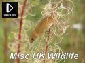 Misc UK Wildlife