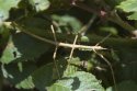 Unarmed Stick Insect