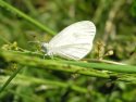 Pic of the Quarter - Wood White - Finally