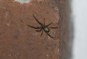 False Widow Spider