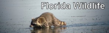 Florida Wildlife Video