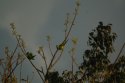 Yellow Chevroned Parakeet