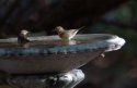 Worm Eating Warbler