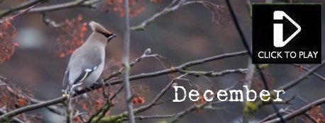 December - Video - American Wigeon, Green winged teal, Lesser whitefronted goose, taiga bean goose, red breasted goose, barnacle goose, tree sparrow, mealy redpoll, marsh tit, great tit, blue tit, redwing, waxwing, daubenton's bat