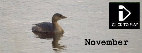 November - Video - Mink, Pied Billed Grebe, Common seal, Grey Squirrel, Grey Phalarope, Brent Geese, Whooper swans