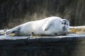Pic of the Quarter - Bearded Seal