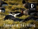 January Birding Video