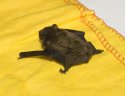 Leisler's Bat