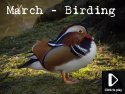 March Birding Video