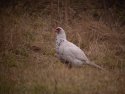 White Pheasant