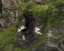 Pic of the Quarter - White Tailed Eagle