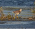 White Tailed Plover