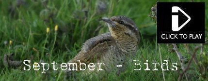 September - Video - Wryneck, Sooty Shearwater, gulls