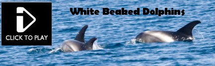 White Beaked Dolphins