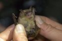 Geoffrey's Bat