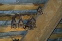 Greater Horseshoe Bats