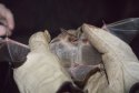 Greater Mouse Eared Bat