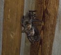 Lesser Mouse eared bat