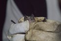 Mediterranean Horseshoe Bat