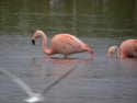 Chilean Flamingo 