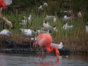  Carribean Flamingo 